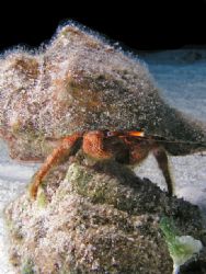 "King of the Mountain" This King of the Hermit Crabs had ... by Christa Loustalot 